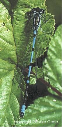 Variable damselfly